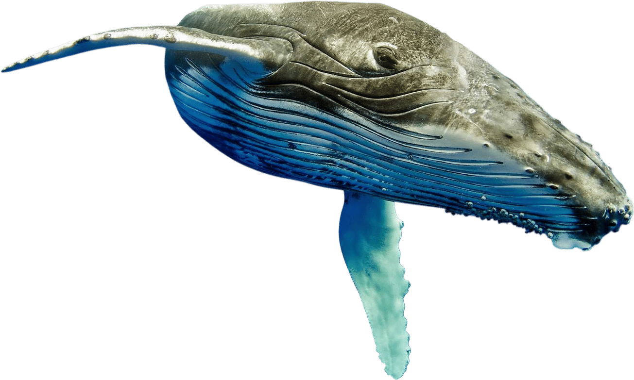 Humpback Whale