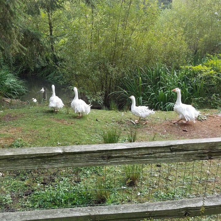 Mother Goose Cabin Farm Stay