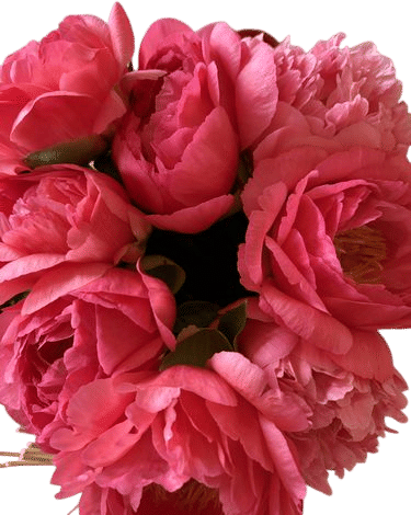 peonies