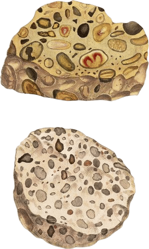 Quartzose Pudding Stone - British & Exotic Mineralogy