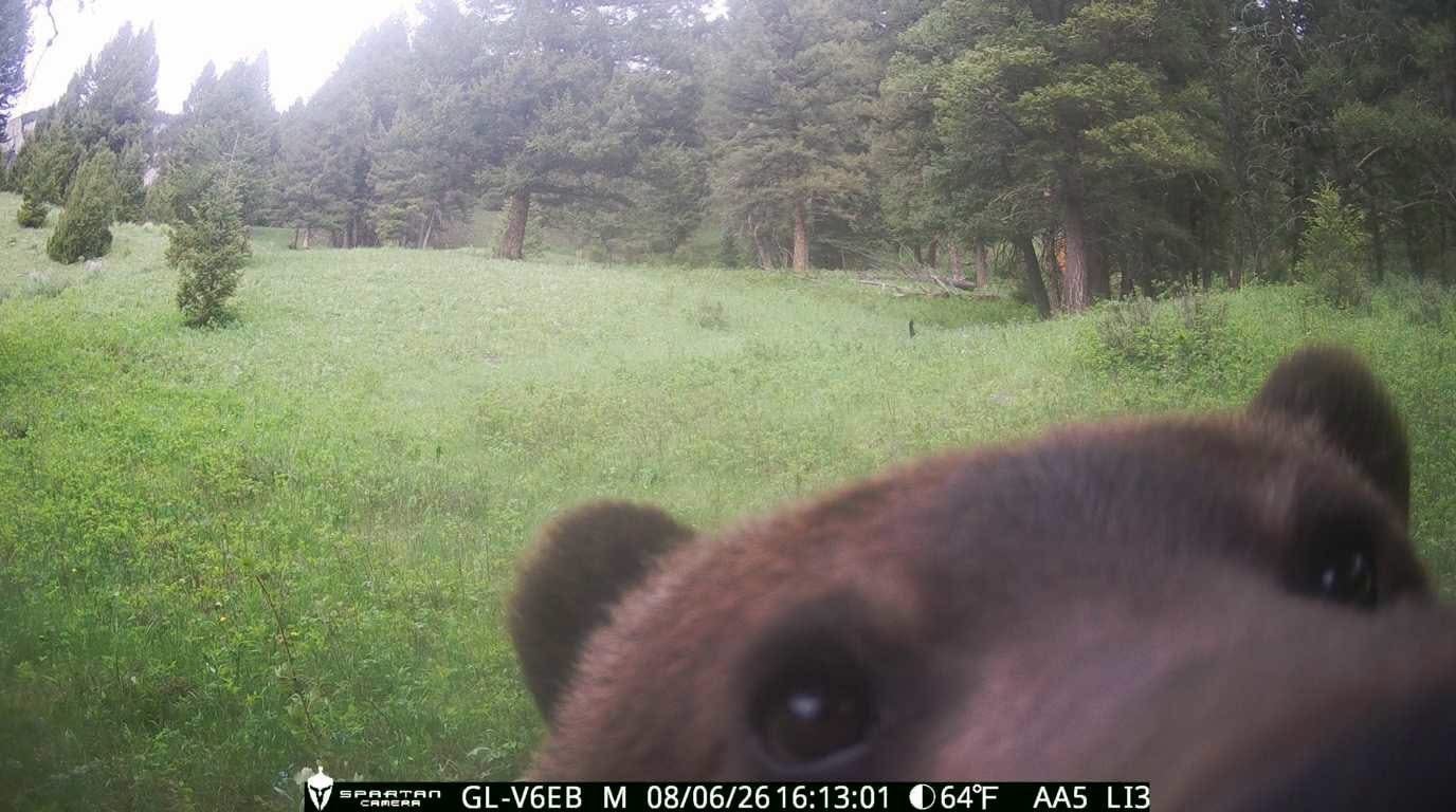 Celebrating Fat Bear Week (September 21 - 27)