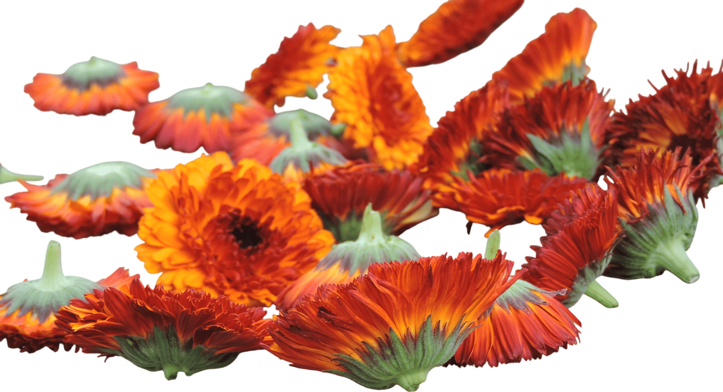 Orange Barrel Flashback Calendula