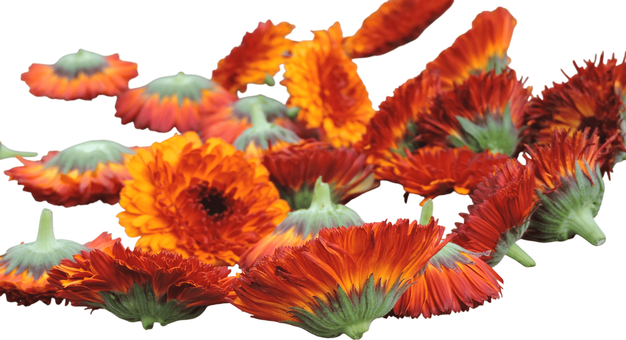 Orange Barrel Flashback Calendula Seeds