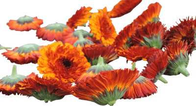 Orange Barrel Flashback Calendula Seeds