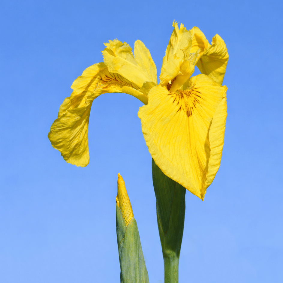 Iris Directory