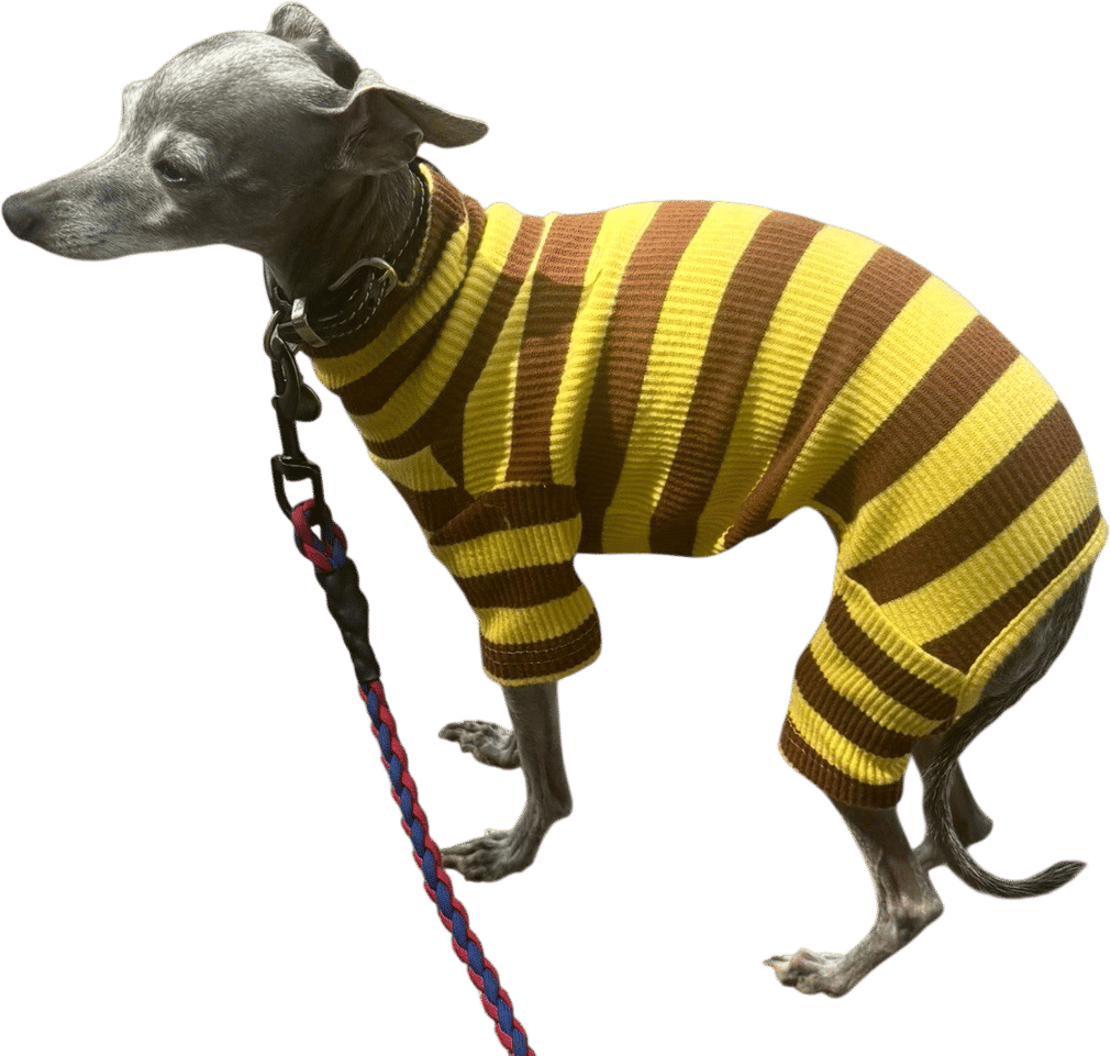 Tiny dog things 🫧