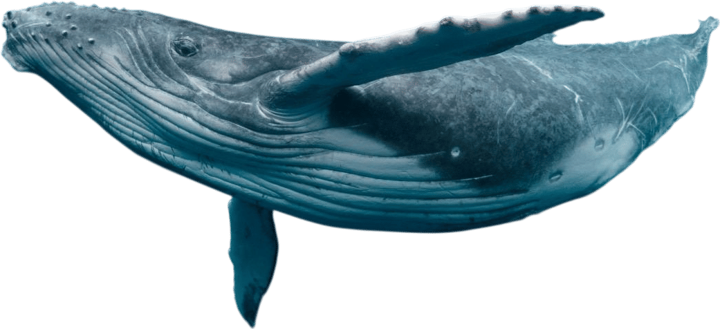 Pacific Whale Foundation Eco-Adventures