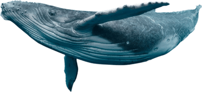Pacific Whale Foundation Eco-Adventures