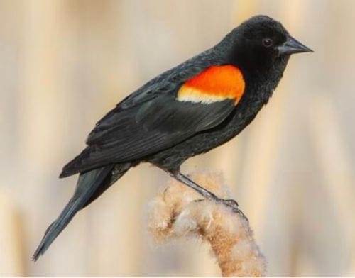 Red-winged Blackbird