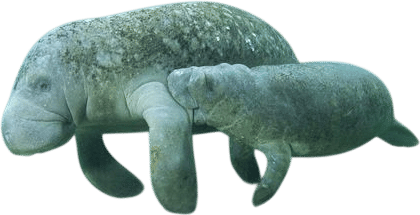 wildlife