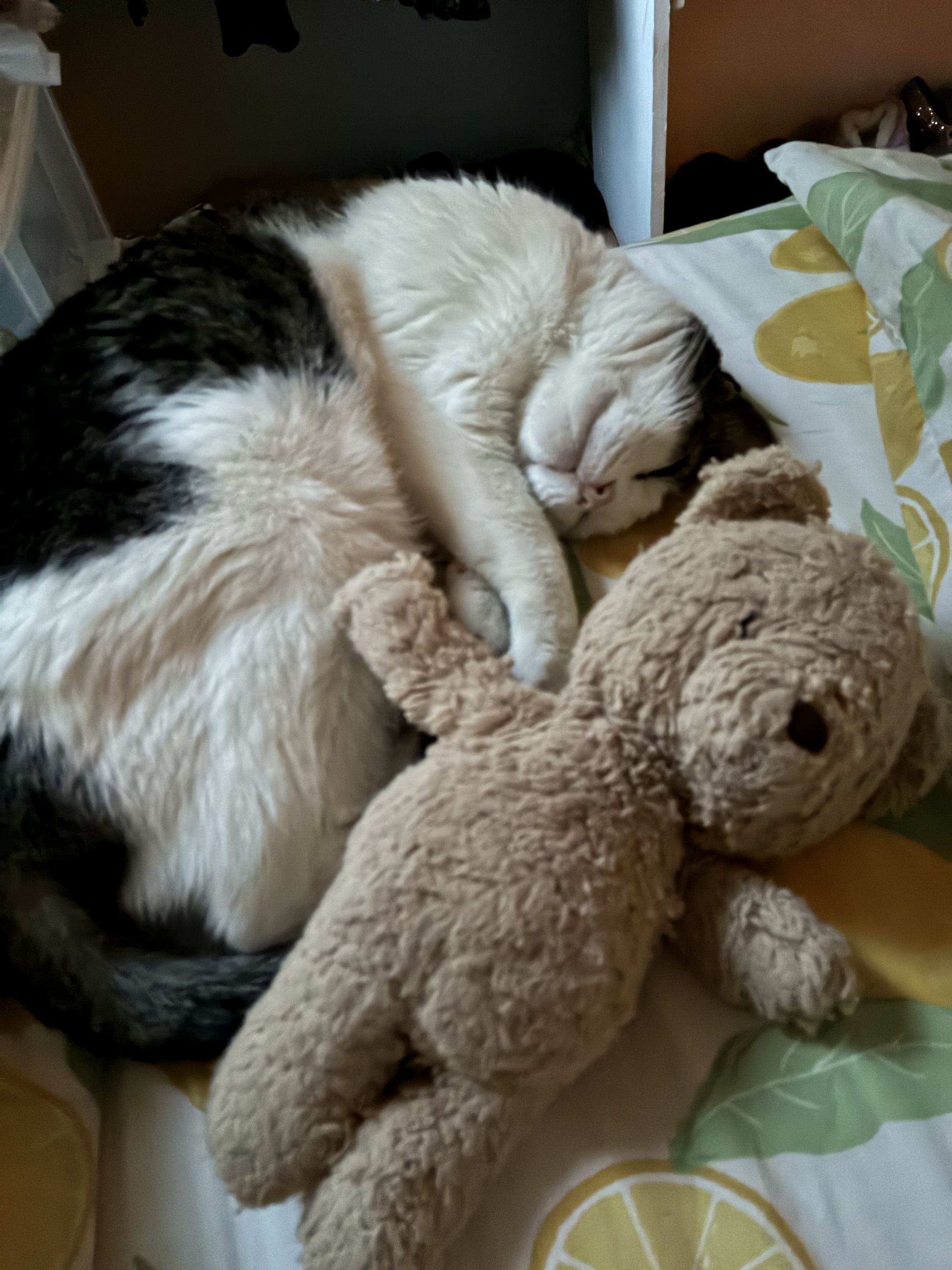 Send a stuffed animal