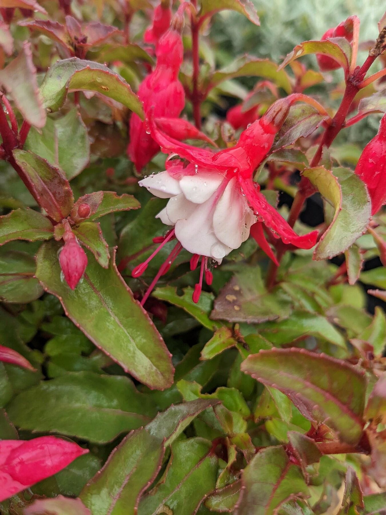 Hardy fuchsia Alice Hoffman