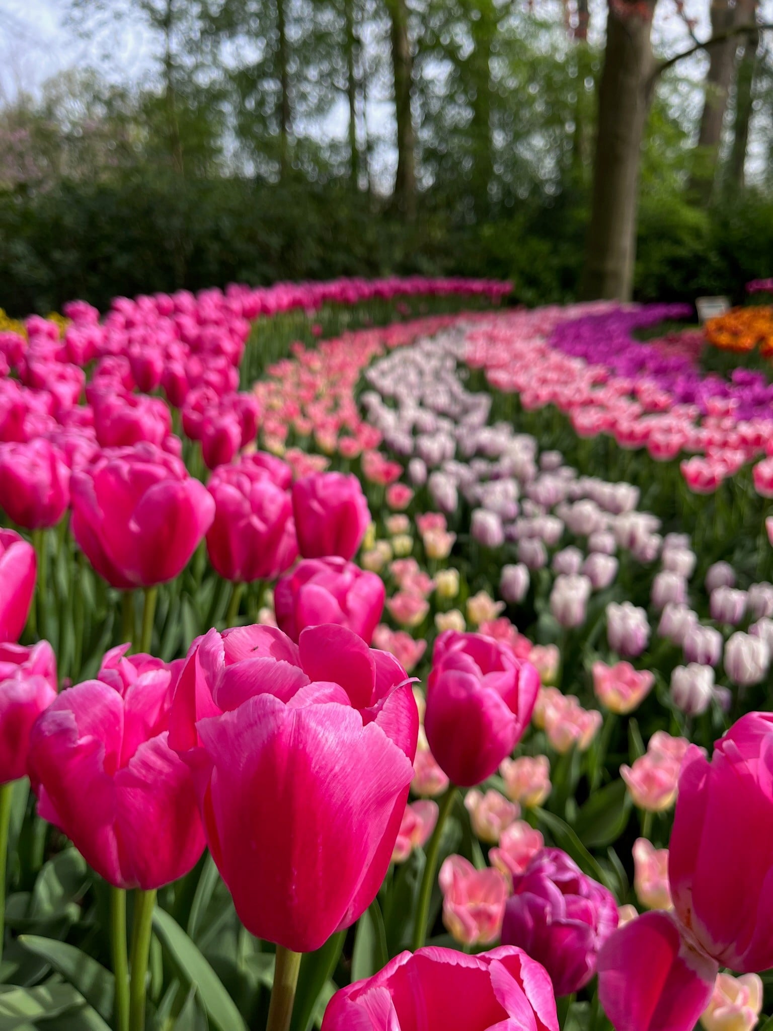 Tulips in the Netherlands in spring