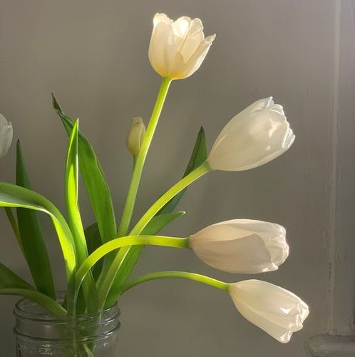 Olfactory notes