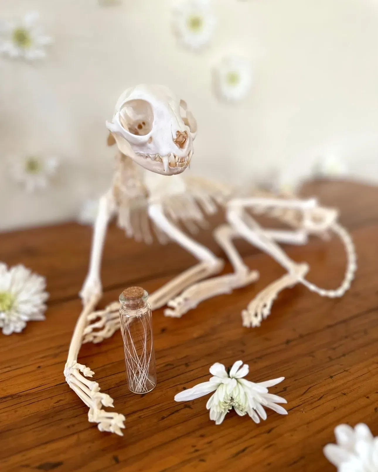 Skeletonize your deceased pet in memoriam