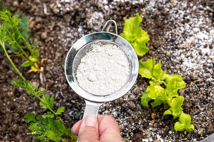 Food Grade Diatomaceous Earth 🦴