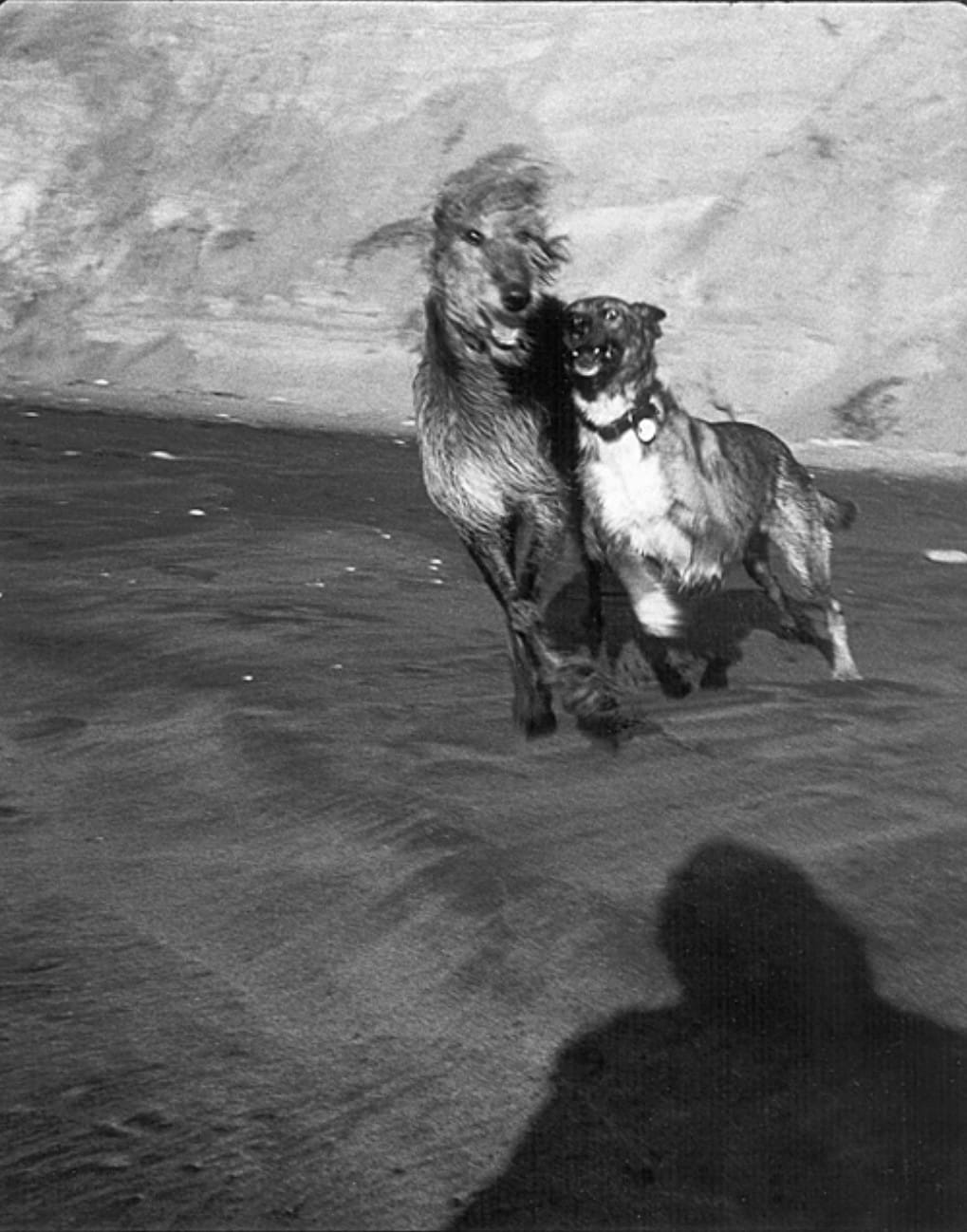 Dennis Letbetter, Dog Series