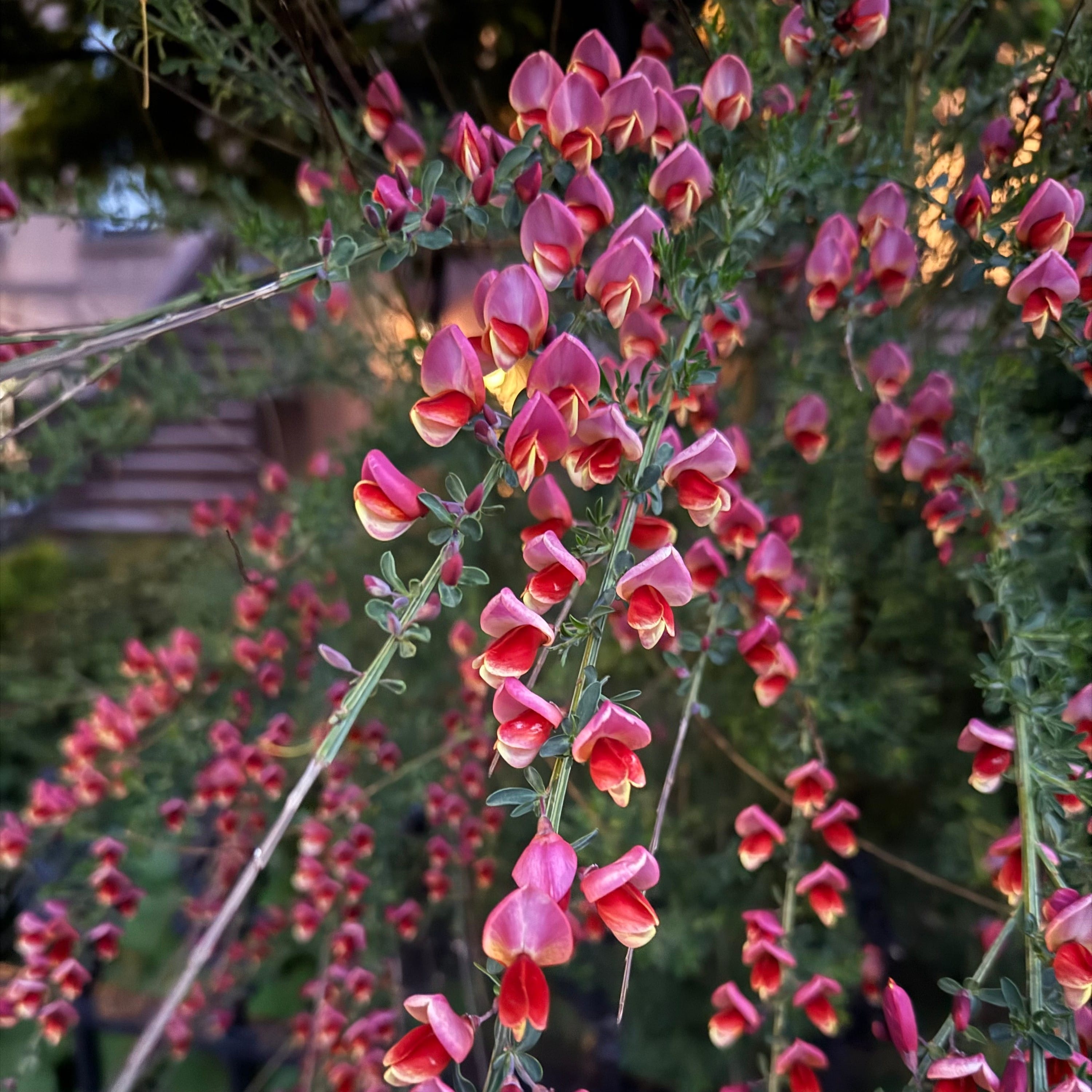 scotch broom