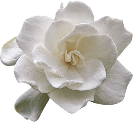 gardenias
