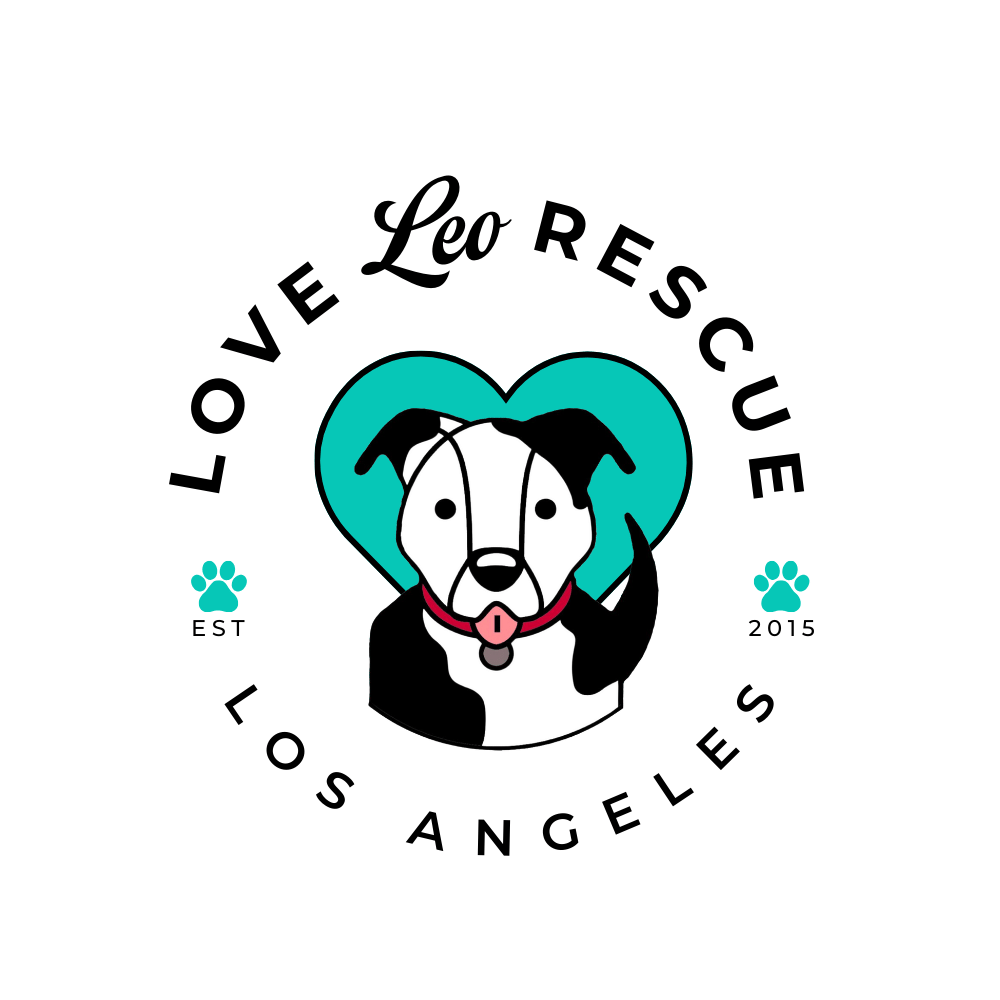 Helping Dogs Find Their Forever Home