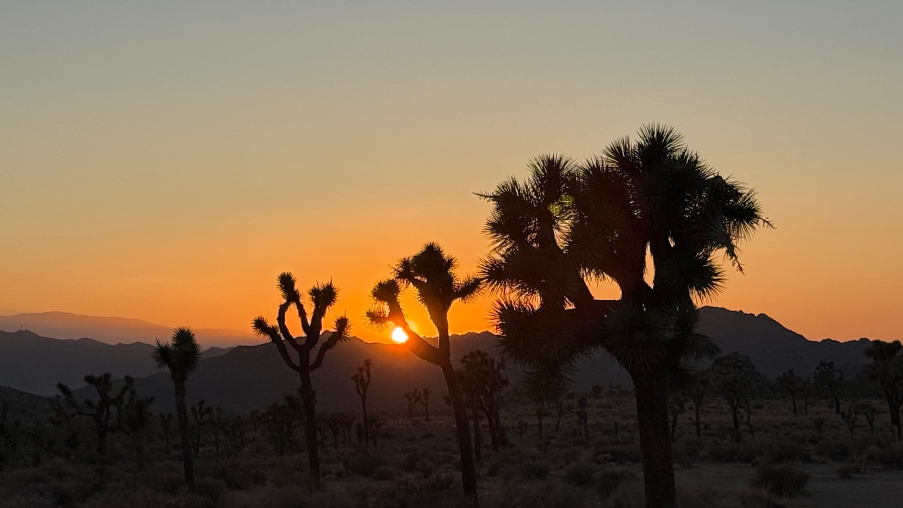 Joshua Tree National Park