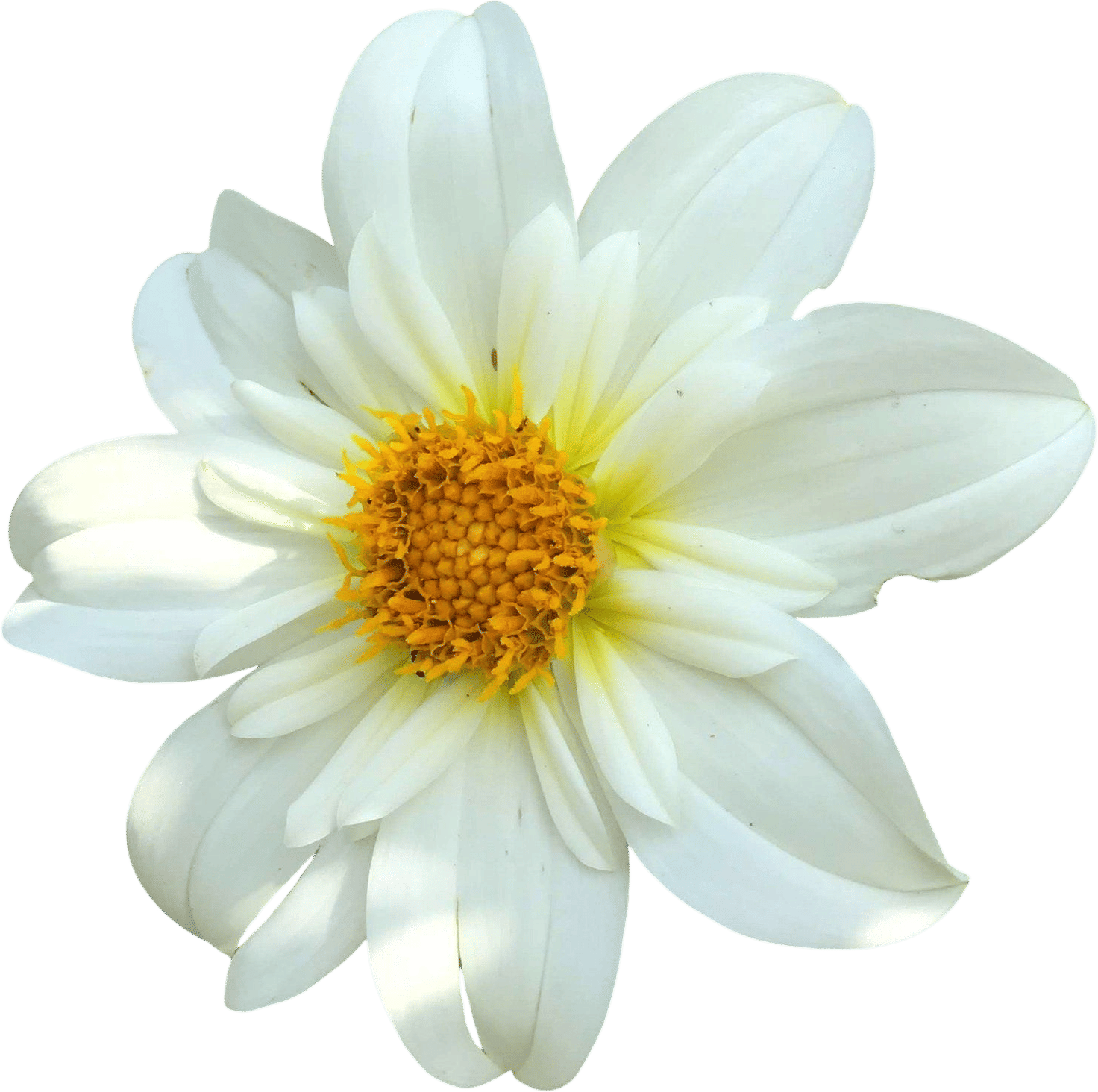 Alpen Cherub Dahlia