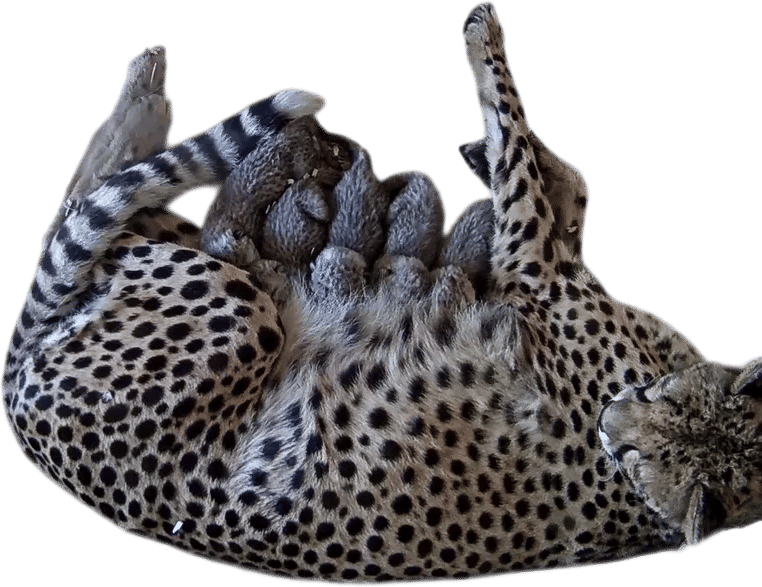 Cheetah Cub Cam 24/7 babies