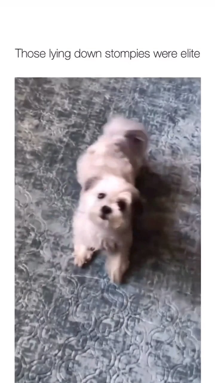 Making up songs for your pets