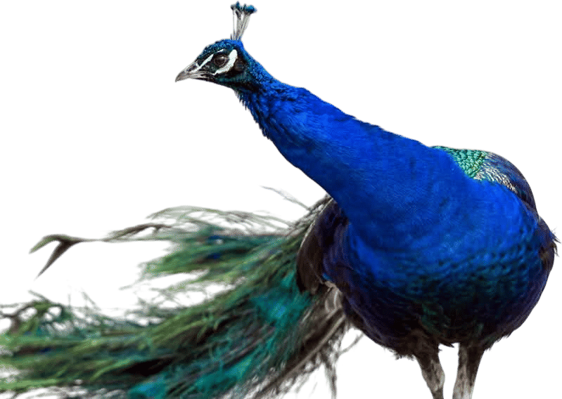 Look for peacocks