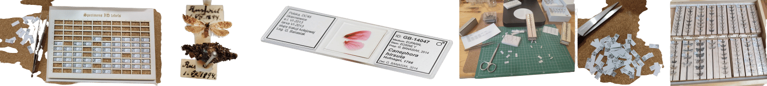 EntomoLabels