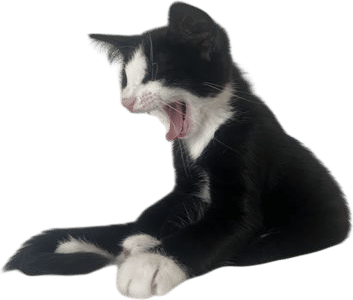 tuxedo kitten