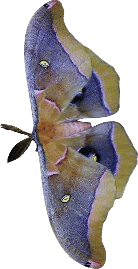 Large Moth Art Print