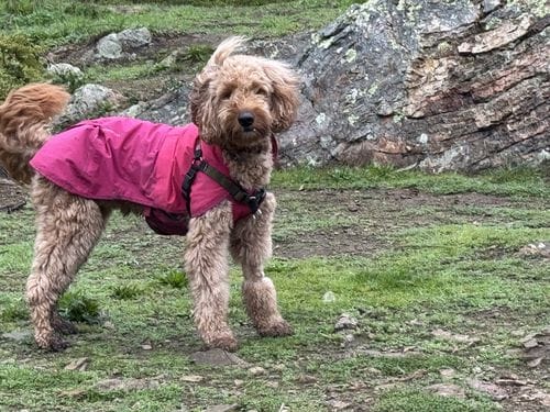 Doggy Raincoat
