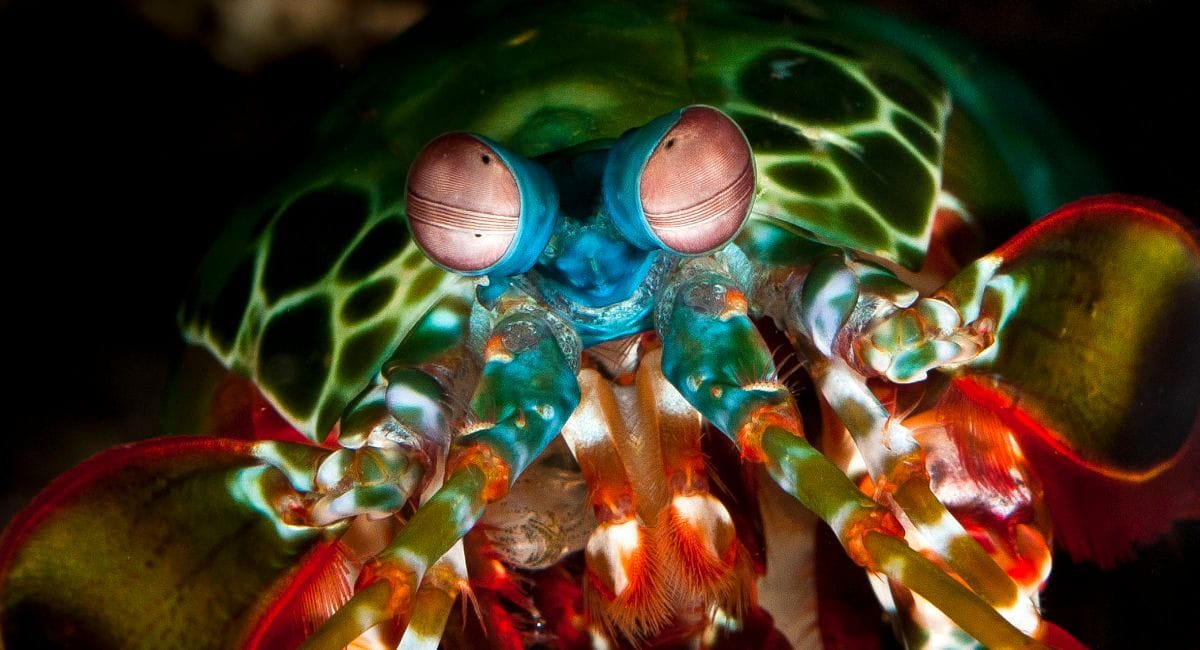mantis shrimp