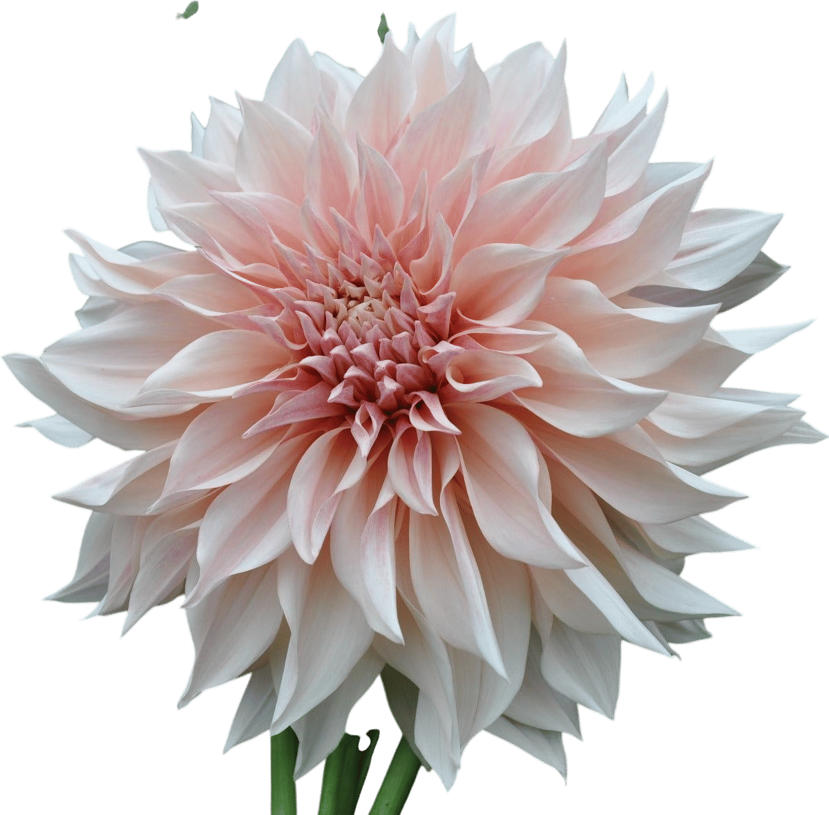 Dahlia, Cafe au Lait