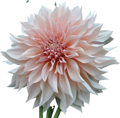 Café au Lait Dahlia