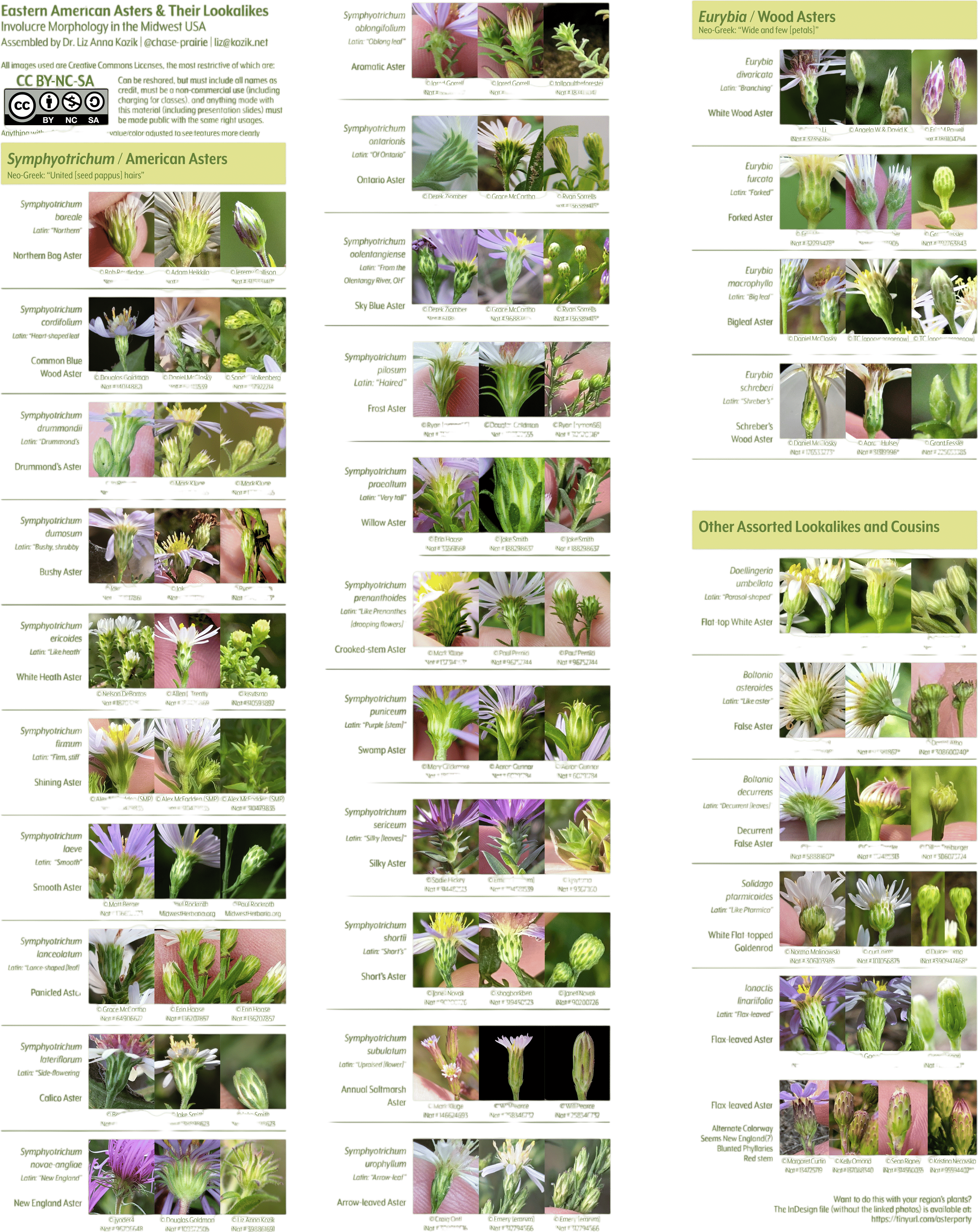 this extremely detailed guide to identifying asters