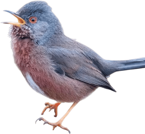 Merlin Bird ID - Home