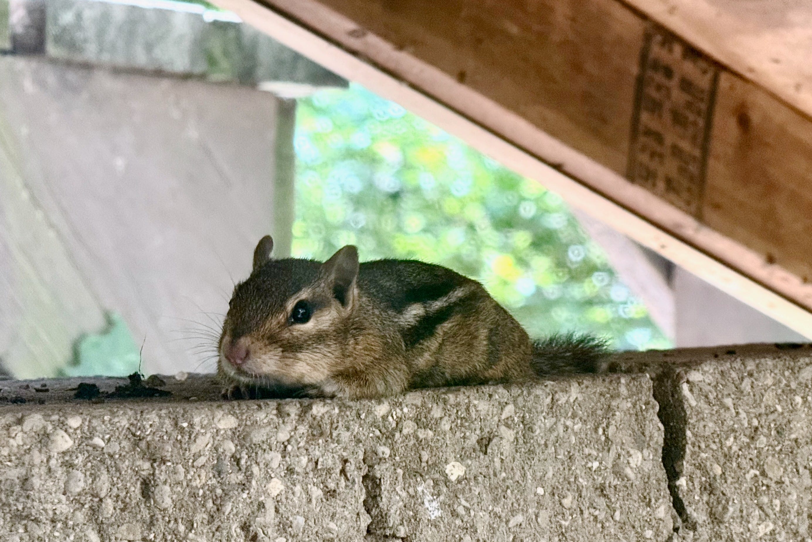 This chipmunk who likes to hang out right outside my office window