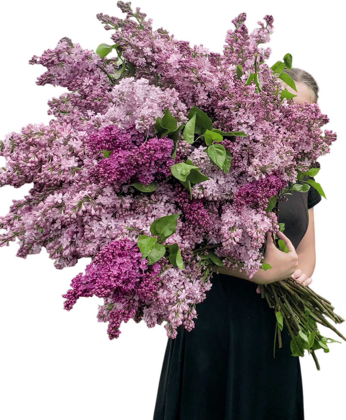 Lilacs