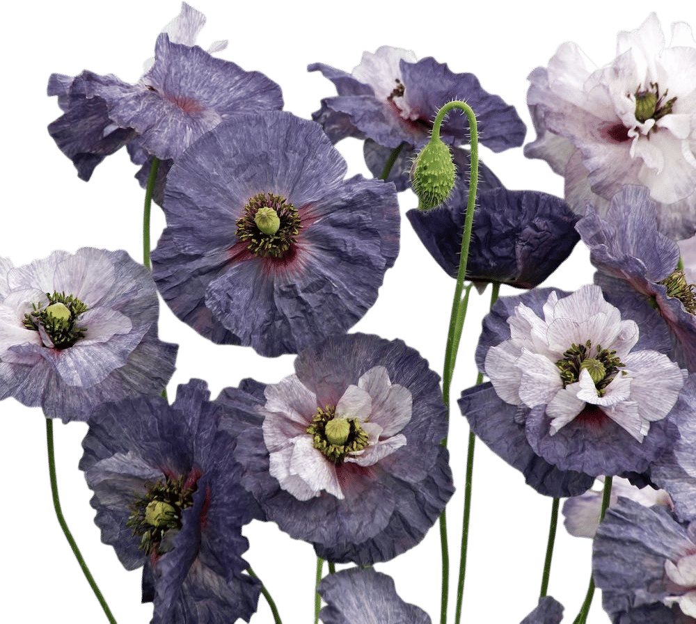 shirley poppy— amazing gray