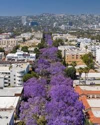 Jacaranda Trees