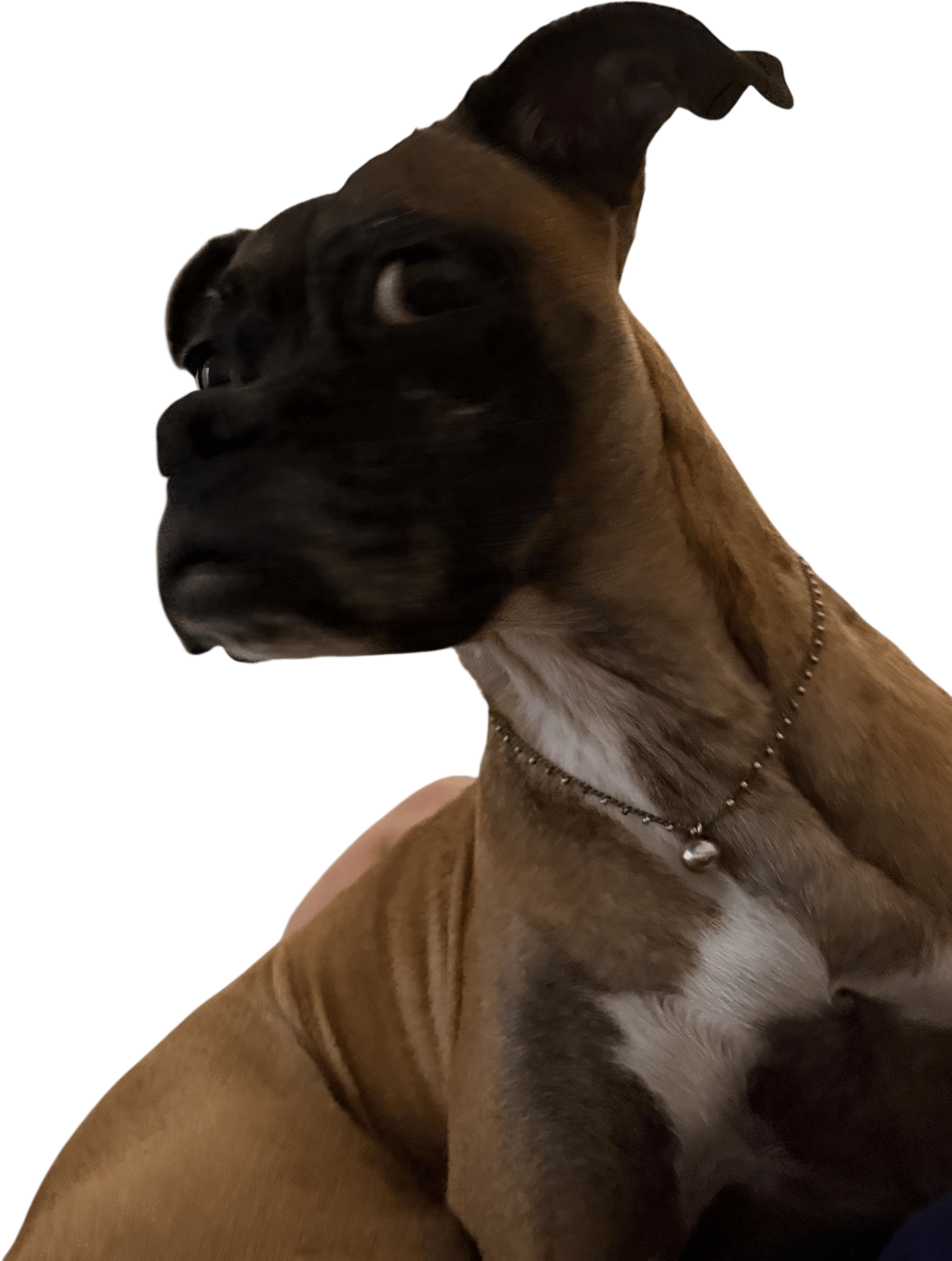 putting jewelry on ur dog