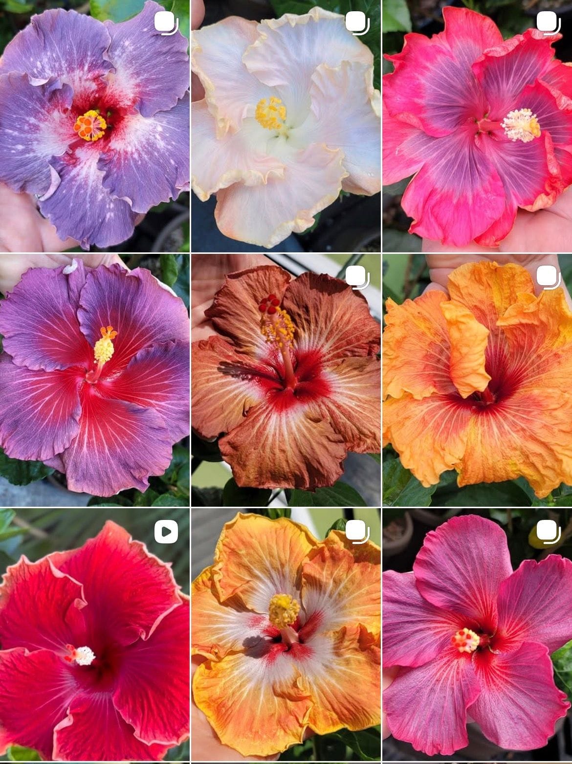 SoCal Hibiscus Society