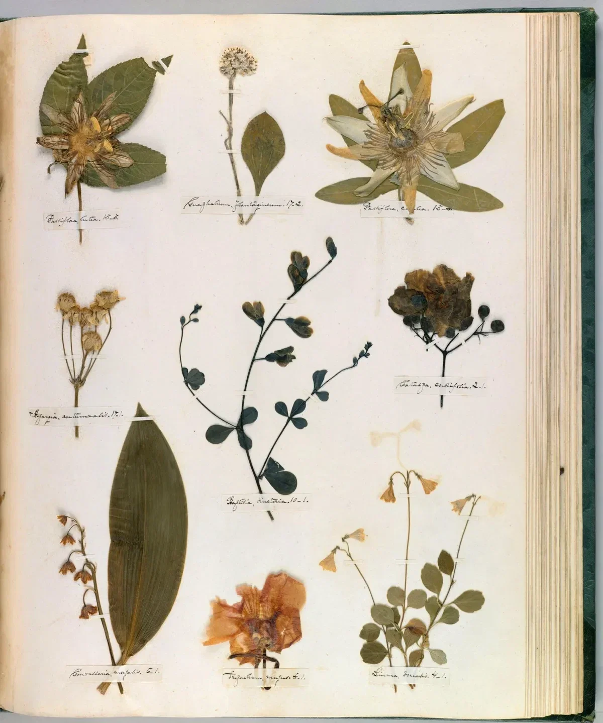 Emily Dickinson's Herbarium