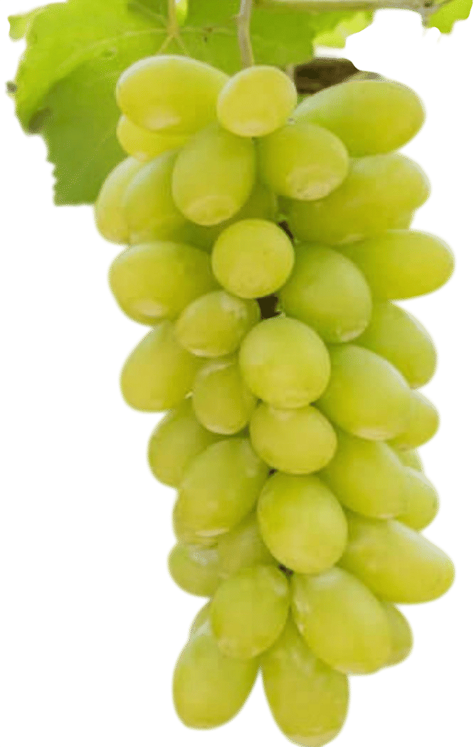 Green grapes