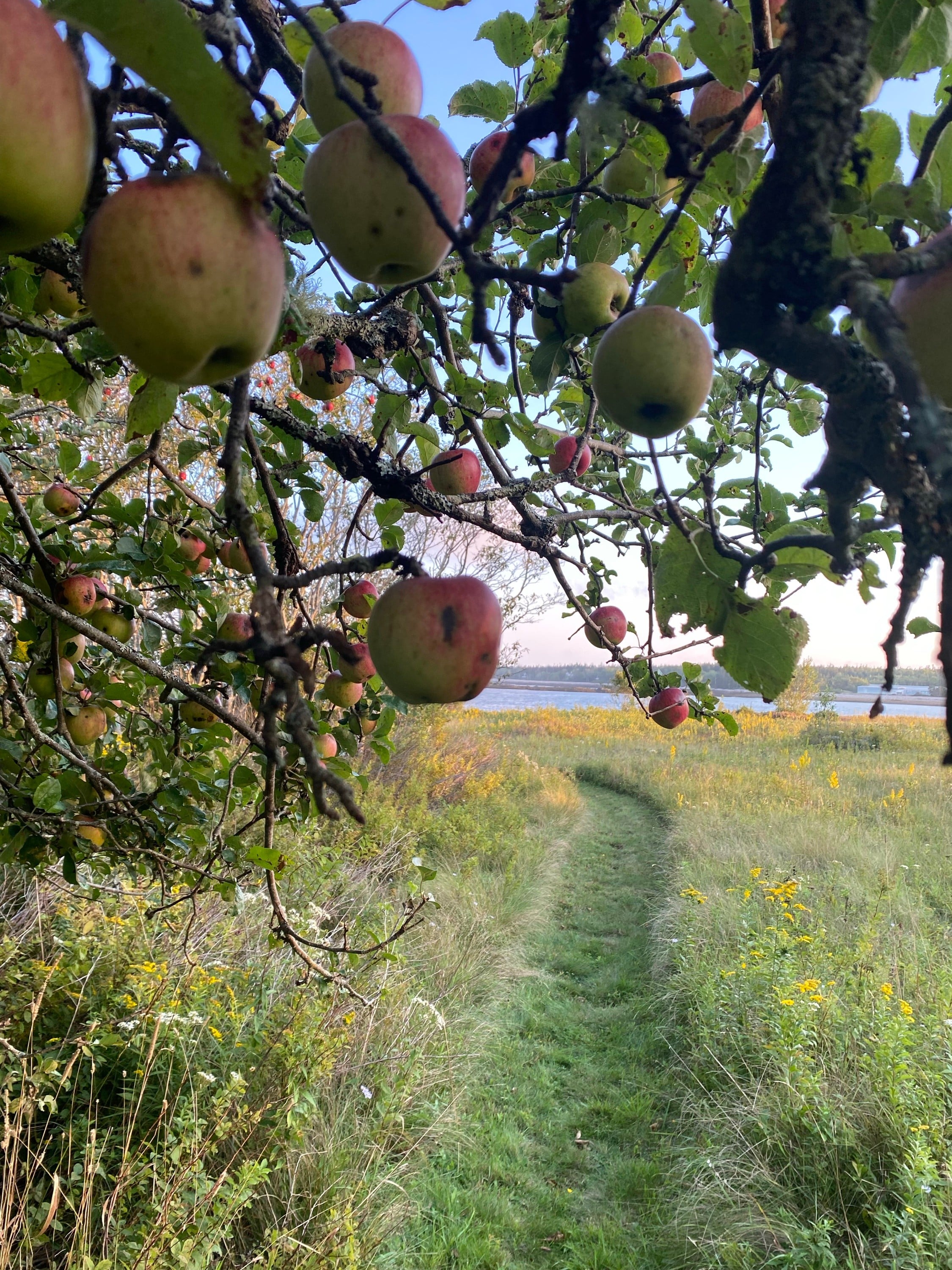 Eating apples while walking