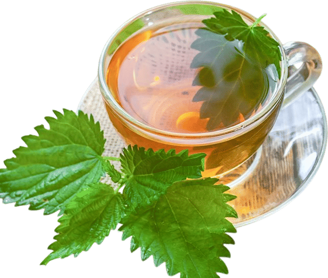 Nettle Tea