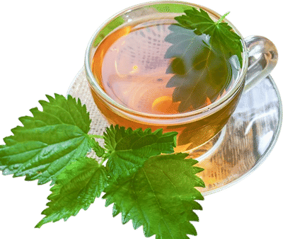 Nettle Tea