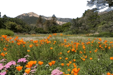 Santa Barbara Botanic Garden